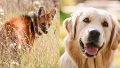 El aguará guazú es una especia amenazada. El perro, uno de los animales de compañía más elegidos.