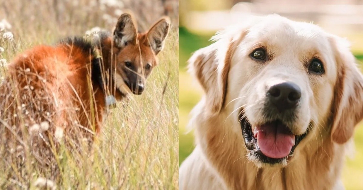 Día Mundial del Animal: una fecha para recordar que el amor no conoce de especies