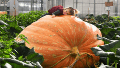 Martha Syrett, la nieta de siete años del señor Paton, aparece en la foto encima de la enorme calabaza.