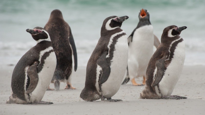 Son más de 40 pingüinos de Magallanes que permanecen en el ya cerrado Aquarium de Mar del Plata. (Imagen de archivo)