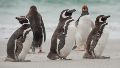 Son más de 40 pingüinos de Magallanes que permanecen en el ya cerrado Aquarium de Mar del Plata. (Imagen de archivo / Ocean Wide Expeditions)