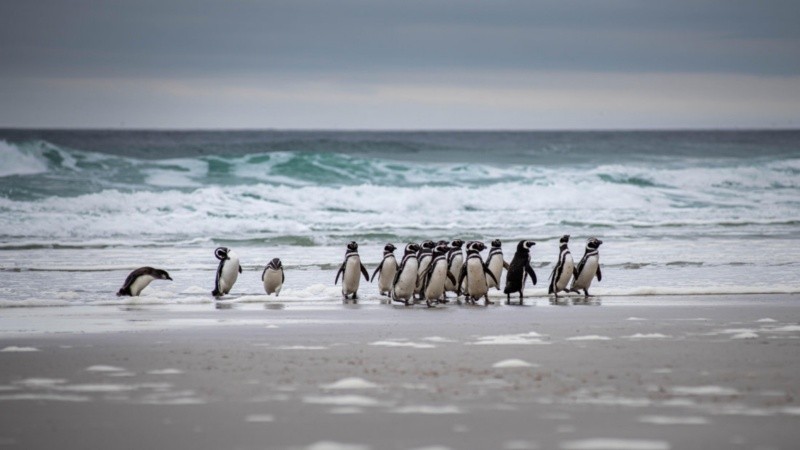 Son más de 40 pingüinos de Magallanes que permanecen en el ya cerrado Aquarium de Mar del Plata. (Imagen de archivo / Ocean Wide Expeditions)