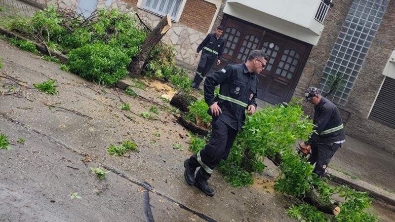 Intervención sobre un árbol caído en la vía pública. (Municipalidad/G.Carbajales)