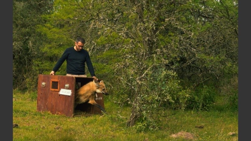 El animal fue capturado tras un intenso trabajo de la brigada Ecológica.