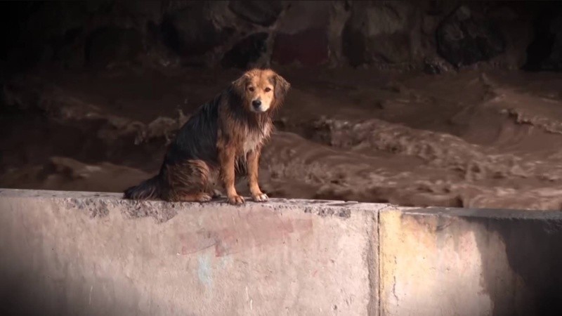El perro callejero Morocho, en medio de un serio aprieto del que salió indenme.