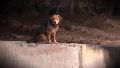 El perro callejero Morocho, en medio de un serio aprieto del que salió indenme.