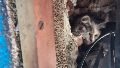 La gata llevaba tres días atrapada en el taparollo de una cortina metálica.