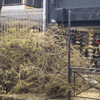 Además de la sanción por la tala ilegal, el municipio le cobrará la recolección de las ramas. (x: @DaminLescano8)