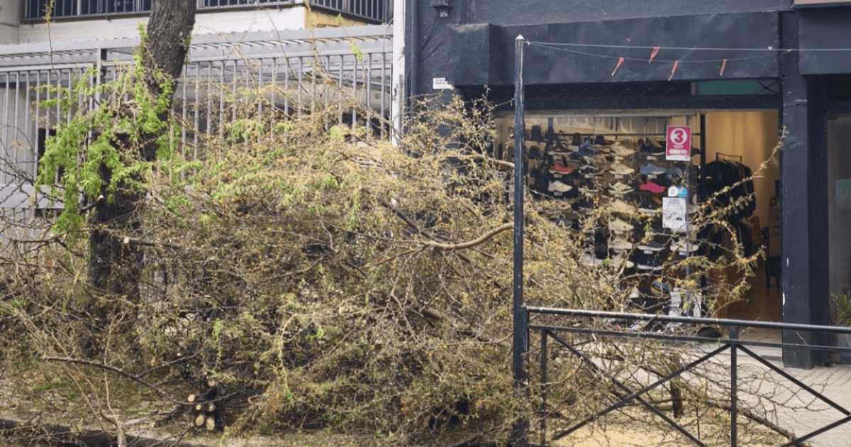 El aromito de Rioja al 1200 que resistió décadas de tránsito y espinas no sobrevivió a una zapatería
