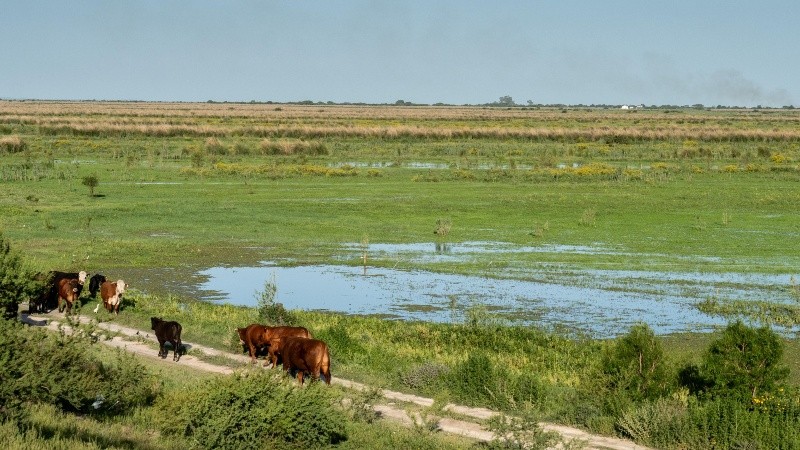 Estiman que el pico de la crecida del Paraná llegará en diciembre. (Ana Isla/Rosario3)