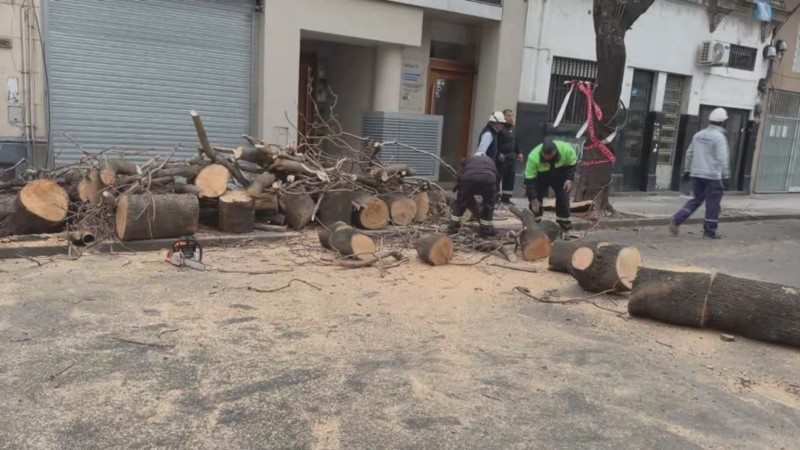 Se estima que la acumulación de agua por las lluvias recurrentes de los últimos días pudo haber debilitado las raíces. (Foto: El Tres)&nbsp;
