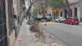 Lo operarios tuvieron que cortar el árbol en pedazos para retirarlo de a poco de la calzada.