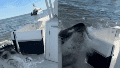 De pesca a película: así fue el segundo en que una ballena de 36 toneladas saltó y cayó sobre el barco.