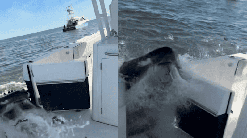De pesca a película: así fue el segundo en que una ballena de 36 toneladas saltó y cayó sobre el barco.