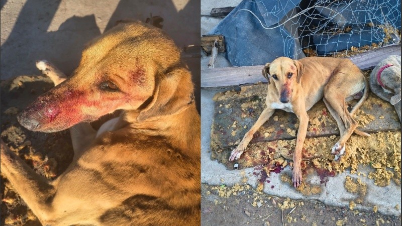 El aprehendido quedó bajo investigación judicial, imputado por los delitos de amenazas calificadas e infracción a la Ley Nacional 14.346 de Protección Animal (Ley Sarmiento).