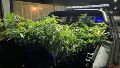 Las plantas de marihuana secuestradas.