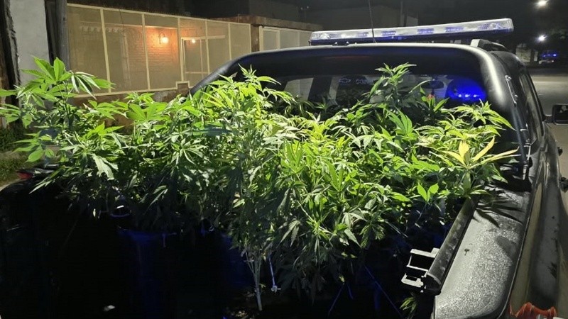 Las plantas de marihuana secuestradas.