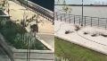 La imagen del joven arrancando el pasto anoche y cómo quedó la zona este viernes temprano.