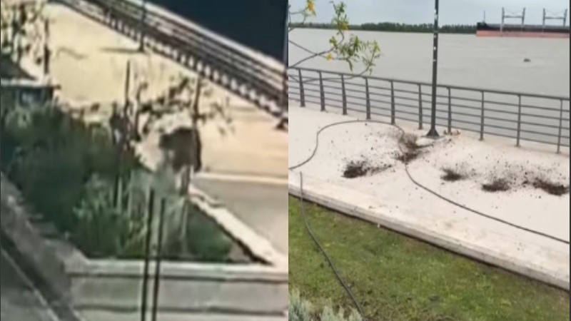 La imagen del joven arrancando el pasto anoche y cómo quedó la zona este viernes temprano.