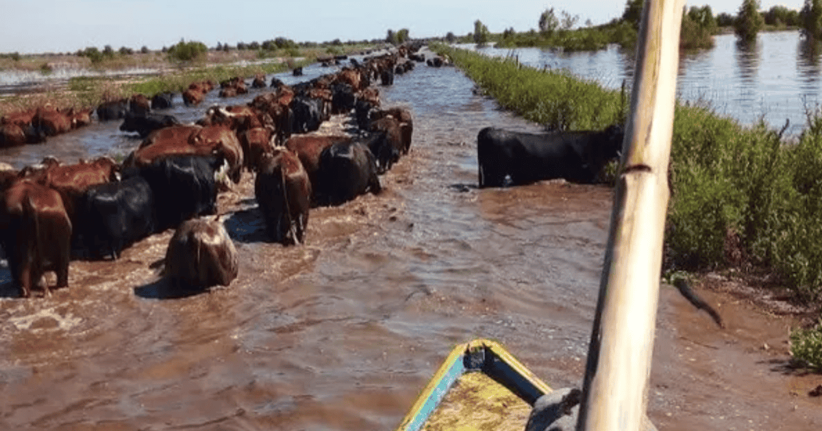 Fue a rescatar a un animal de la inundación y quedó atrapado en la laguna