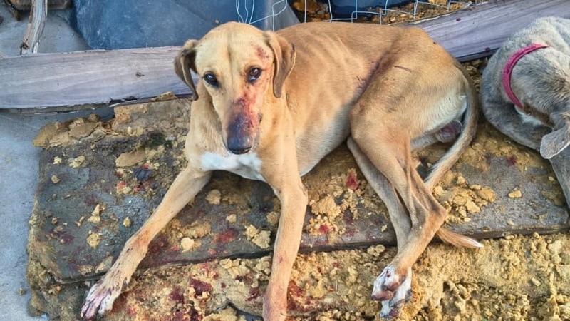 El animal se recupera en la clínica del doctor Cossia