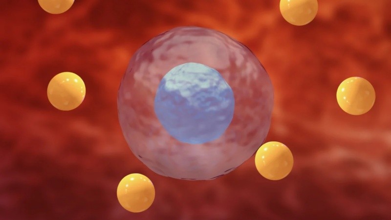 Los resultados también revelaron diferencias entre la expresión de los genes y los niveles de las proteínas.
