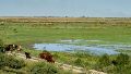 El crecimiento del río favorece la renovación del humedal.