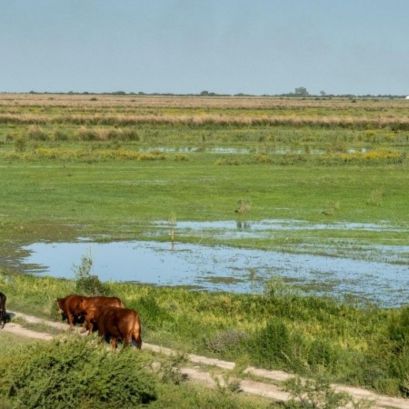 El crecimiento del río favorece la renovación del humedal.