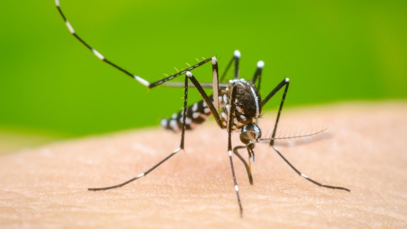 Dengue