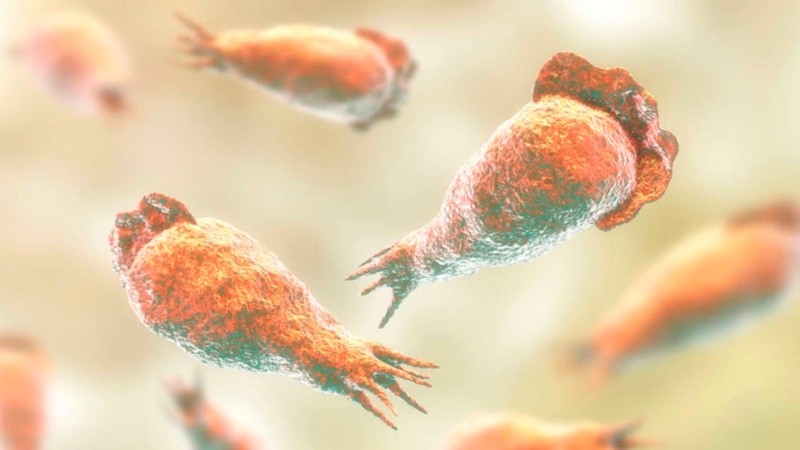 La Naegleria fowleri es un microorganismo que puede provocar meningoencefalitis amebiana primaria (MAP).