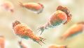 La Naegleria fowleri es un microorganismo que puede provocar meningoencefalitis amebiana primaria (MAP).