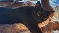 Para los antiguos egipcios, la unión entre el felino y el color negro resultaba sumamente auspiciosa porque representaba el renacimiento y la abundancia.