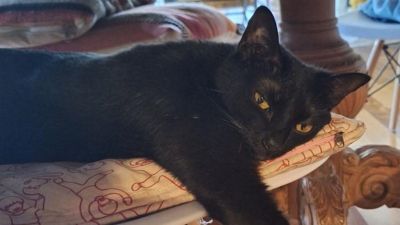 Para los antiguos egipcios, la unión entre el felino y el color negro resultaba sumamente auspiciosa porque representaba el renacimiento y la abundancia.