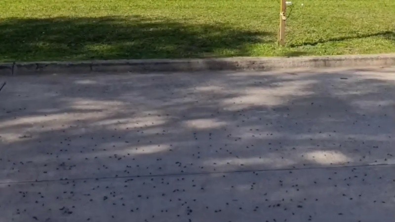 Hormigas voladoras en Rafaela, una imagen registrada esta semana en la ciudad santafesina.