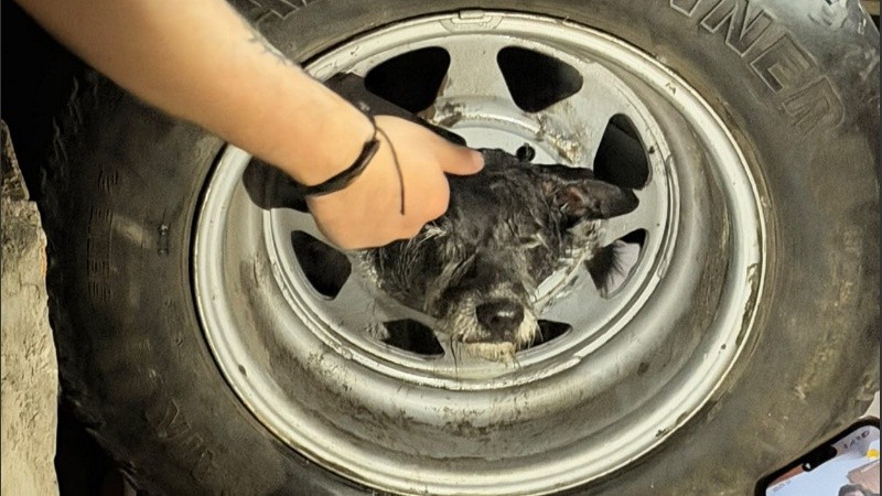 El animal quedó atrapado en una llanta.