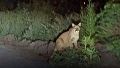 Vecinos de Arroyo Seco aseguran haber visto a un puma por la ciudad e incluso cerca de la autopista Rosaroi-Buenos Aires