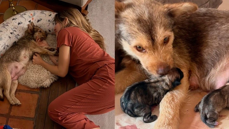 Lucy, la perra de Jimena Barón, tuvo cinco cachorros. (Instagram)