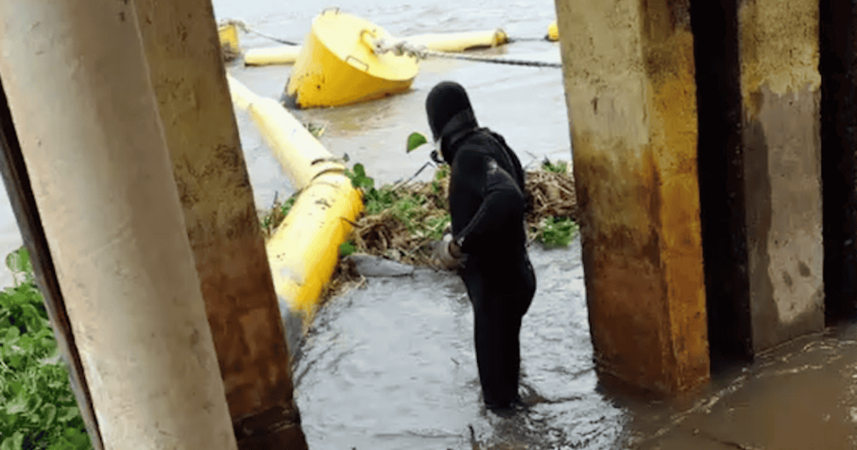 Los camalotes llegaron a la toma de agua de Rosario: qué zonas se quedan sin suministro
