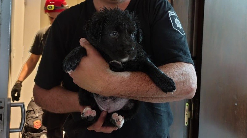 El perrito fue rescatado después de 30 minutos de trabajo. (ZapadoreS)