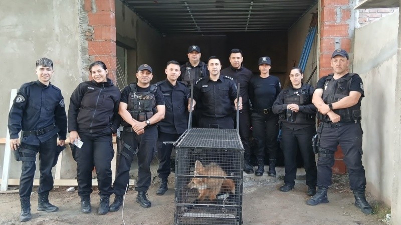 Rescataron a un aguará guazú que estaba escondido en una obra en construcción de Granadero Baigorria.
