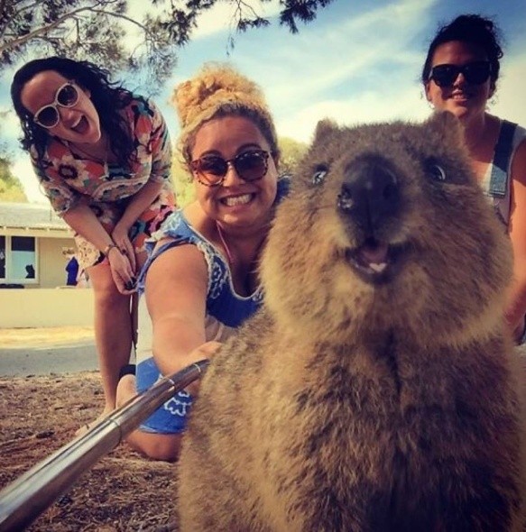 quokka