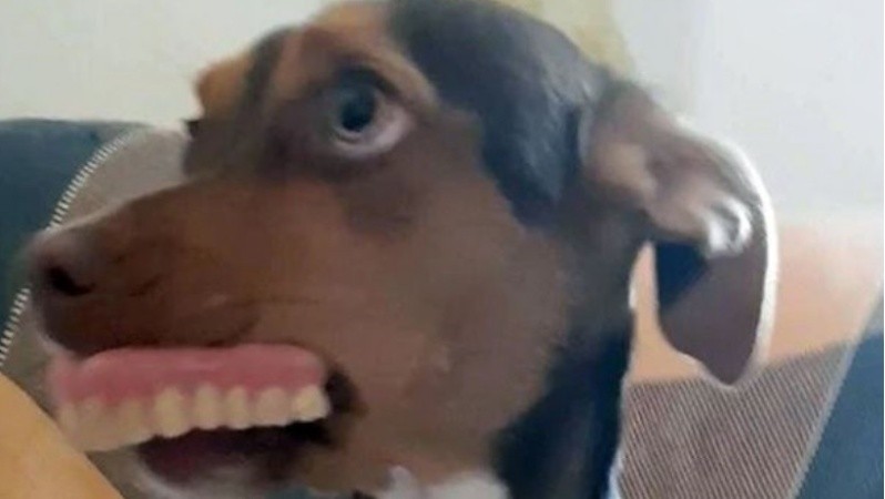 Luna le 'robó' los dientes postizos a la abuela de Anna Carolina y posó junto a ellos