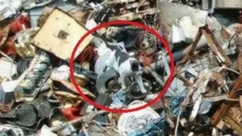 Solo quienes tiene  una vista 'afilada' lograron encontrarlo.