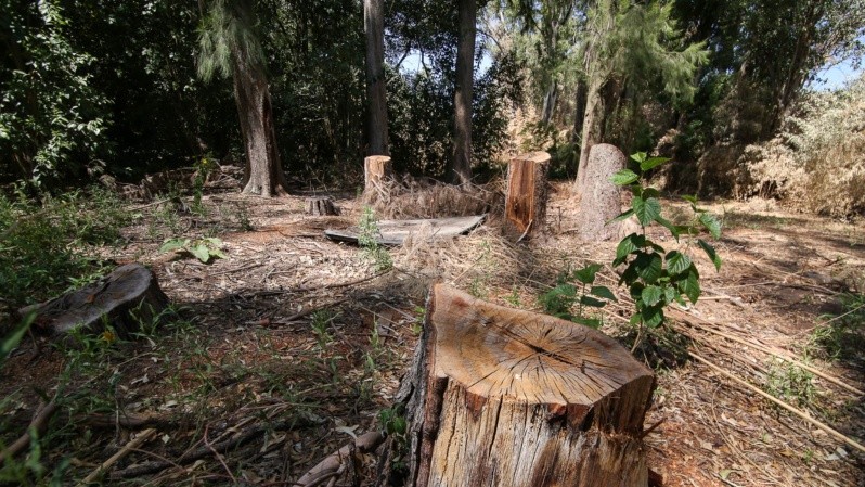 La tala de árboles en el monte preocupa a los especialistas. (Alan Monzón/Rosario3)