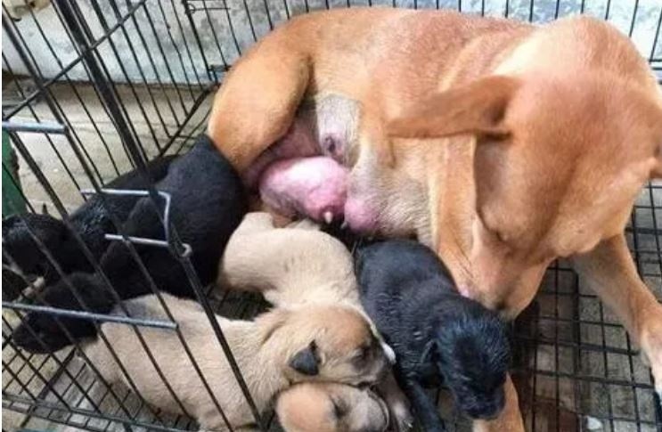 La perrita y los cachorros están en su nuevo hogar.