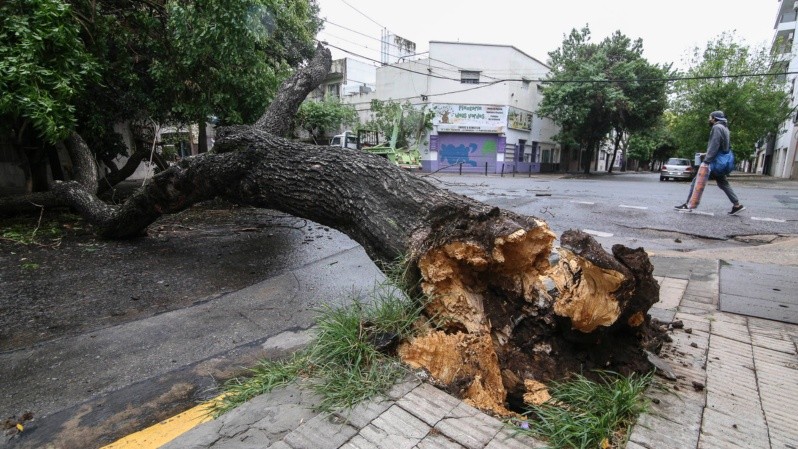Así quedó el árbol en Pasco al 700 tras la tormenta. (Alan Monzón/Rosario3)