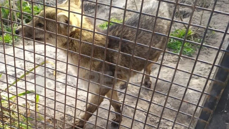 1609granja-1421240.jpg_695311890