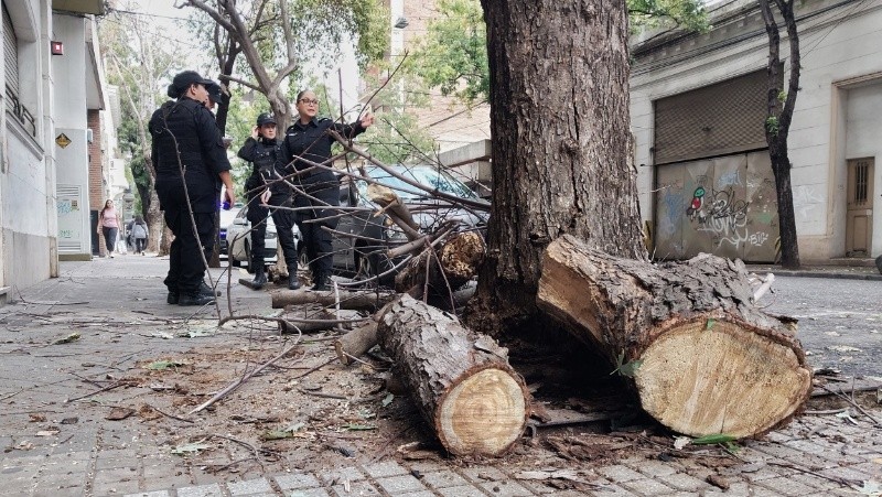 Un árbol se cayó sobre una mujer en Moreno y Catamarca | Rosario3