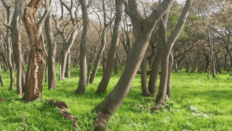 El humedal tanto en Entre Rios como Santa Fe es un espacio para conocer.
