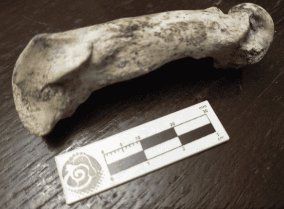 Museo Paleontológico de San Pedro 'Fray Manuel de Torres' 